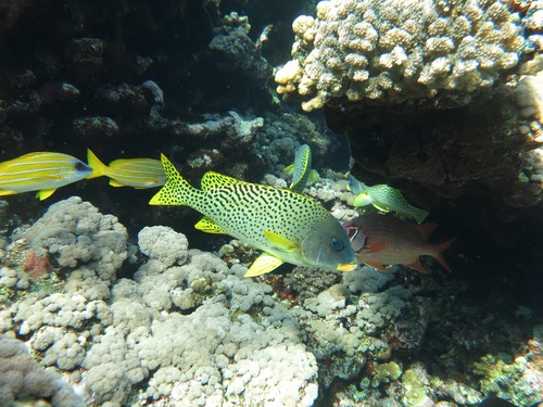 Plectorhinchus gaterinus