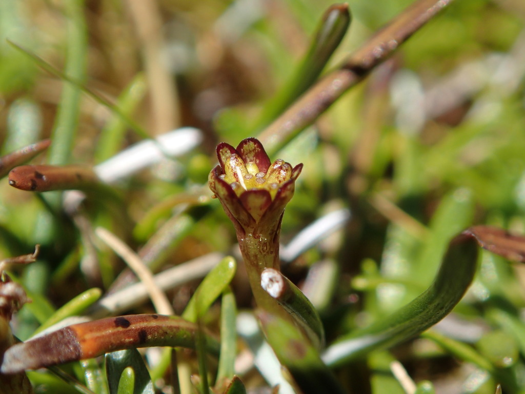 Abrotanella fertilis