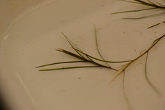 Potamogeton strictifolius