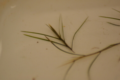 Potamogeton strictifolius