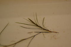 Potamogeton strictifolius