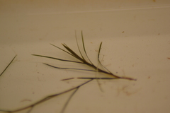 Potamogeton strictifolius