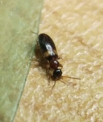 Hirticomus hispidus