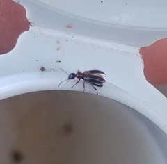 Hirticomus hispidus