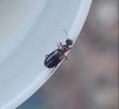 Hirticomus hispidus