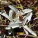 Cudweed - Photo (c) Jane Gosden, some rights reserved (CC BY-NC)