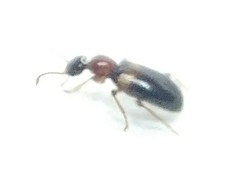 Hirticomus hispidus