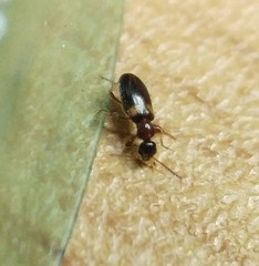 Hirticomus hispidus