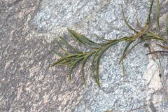 Potamogeton robbinsii