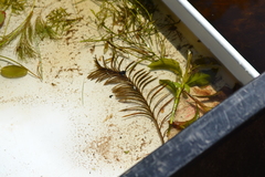 Potamogeton robbinsii