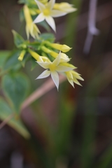 Lisianthius seemannii