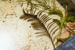 Potamogeton robbinsii
