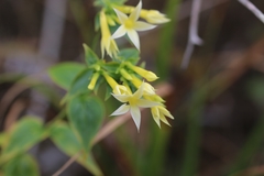 Lisianthius seemannii