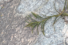 Potamogeton robbinsii