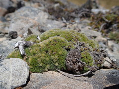 Veronica pulvinaris
