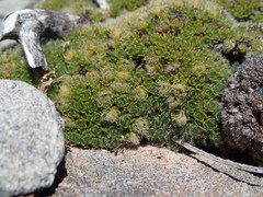 Veronica pulvinaris