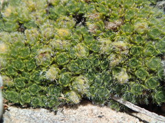 Veronica pulvinaris