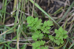 Thalictrum venulosum