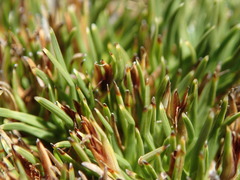 Oreobolus pectinatus