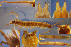 Lithobius steffeni