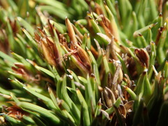 Oreobolus pectinatus