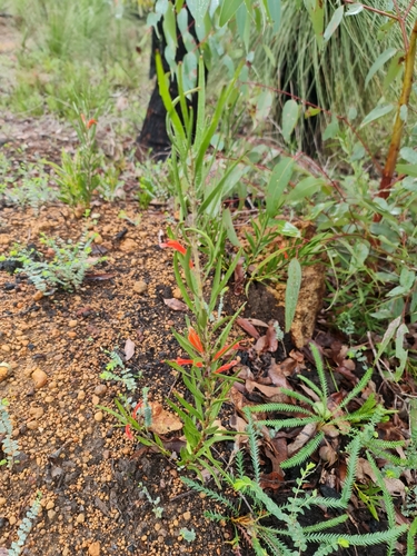 Image of Adenanthos barbiger by (c) Belinda Forbes, some rights reserved (CC BY)
