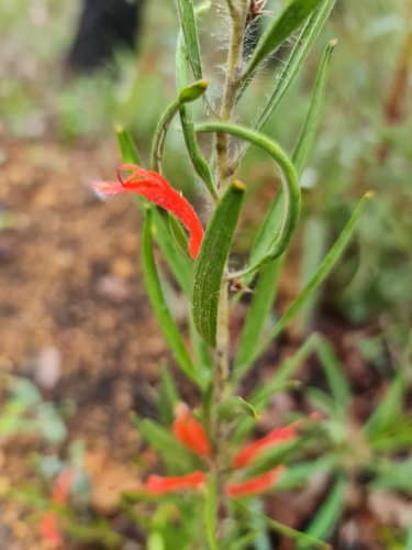 Image of Adenanthos barbiger by (c) Belinda Forbes, some rights reserved (CC BY)