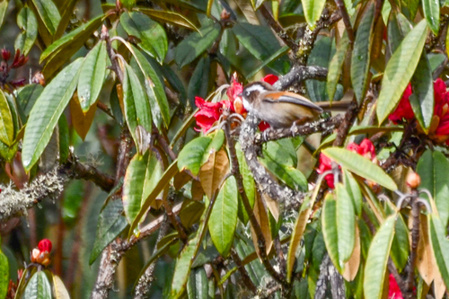 White-browed Fulvetta (Fulvetta vinipectus), photo 9