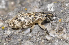 Cyphocleonus dealbatus