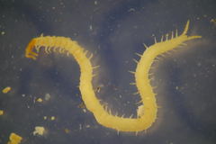 Schendyla nemorensis