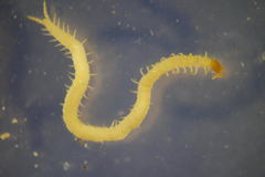 Schendyla nemorensis