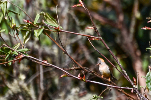 Rufous-vented Yuhina (Yuhina occipitalis), photo 8