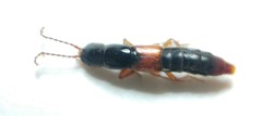 Platyprosopus