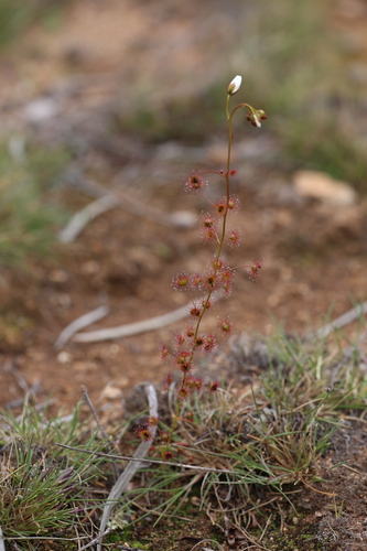 Drosera andersoniana (Drosera andersoniana)