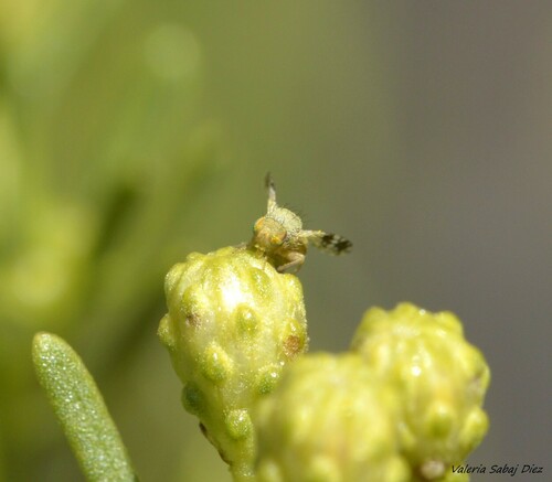 Trypanaresta delicatella
