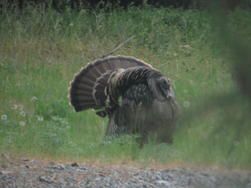 Wild Turkey photographed in Oregon
