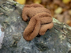 Encoelia furfuracea image