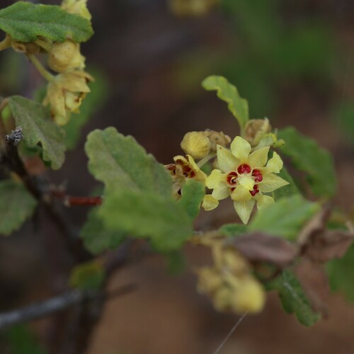 Androcalva luteiflora, photograph 6