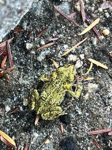 Western toad observed in moist habitat within the Glasgow Creek–Greene Point landscape.