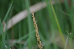 Calamagrostis inexpansa