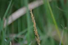 Calamagrostis inexpansa