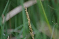 Calamagrostis inexpansa