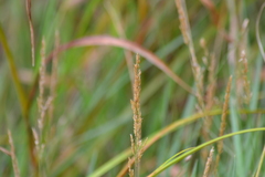 Calamagrostis inexpansa