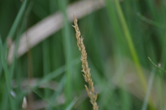 Calamagrostis inexpansa