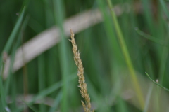 Calamagrostis inexpansa