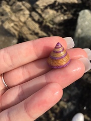 Calliostoma annulatum