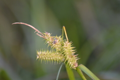 Carex retrorsa