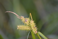 Carex retrorsa