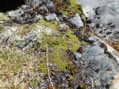Veronica pulvinaris