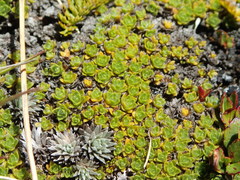 Veronica pulvinaris